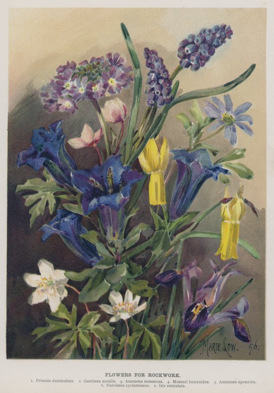 Flowers for Rockwork by Marie Low