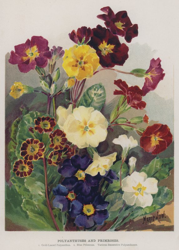 Polyanthuses and Primroses by Marie Low