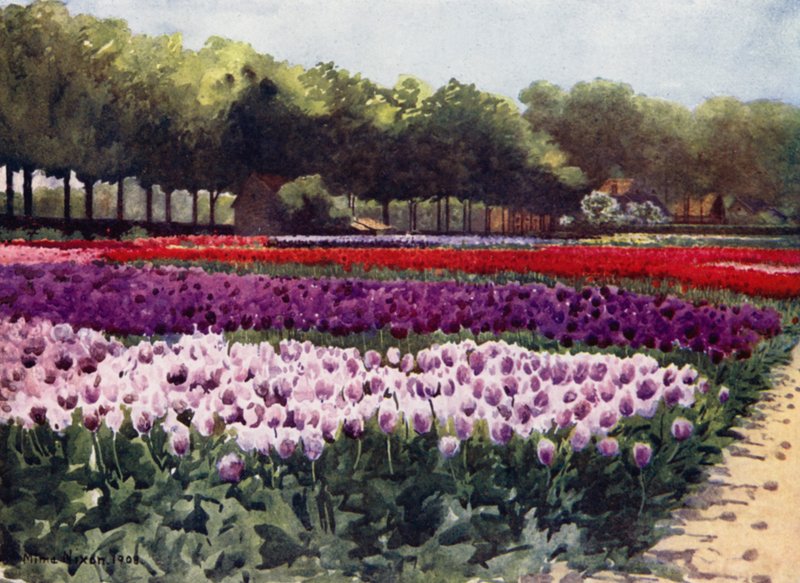 Darwin Tulips by Mima Nixon