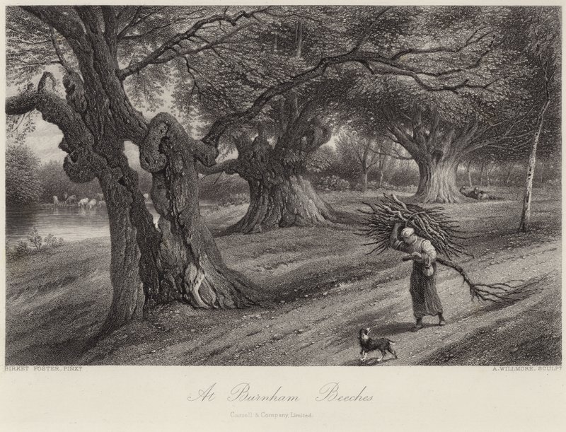 At Burnham Beeches by Myles Birket Foster