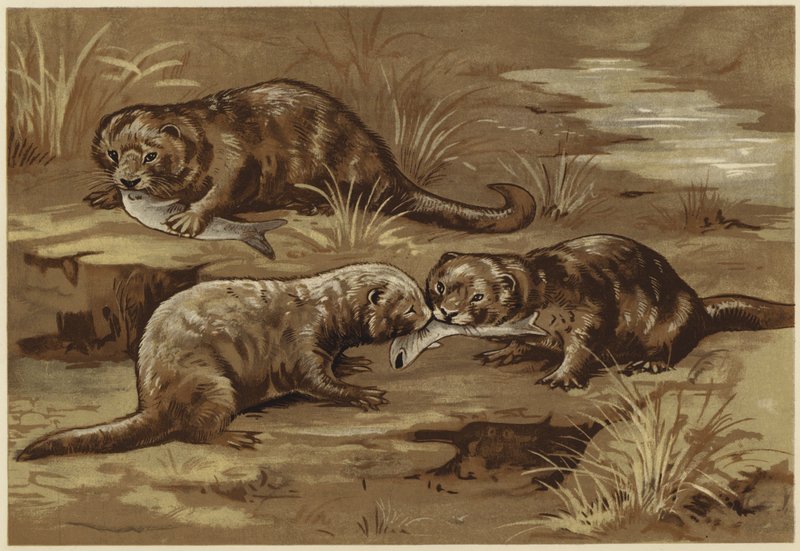 About Otters by N. Parker