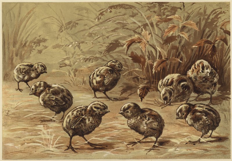 Mother Partridge by N. Parker