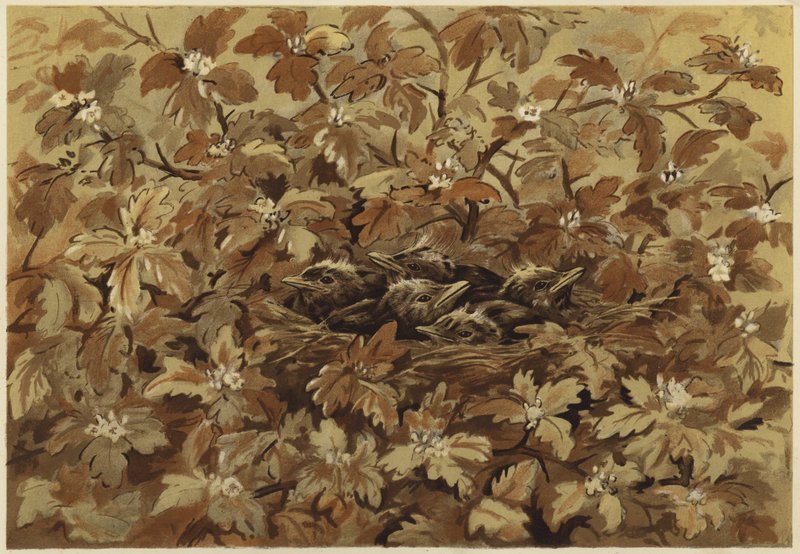 The Blackbird at Home by N. Parker