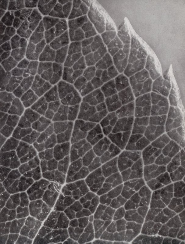 Rose Leaf by Paul Henning
