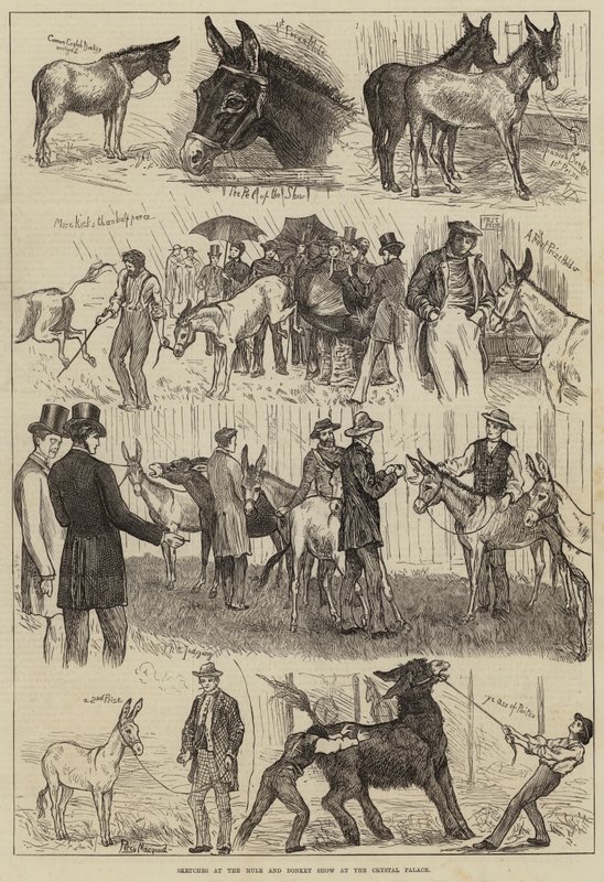 Sketches at the Mule and Donkey Show at the Crystal Palace by Percy Macquoid