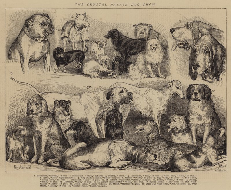 The Crystal Palace Dog Show by Percy Macquoid