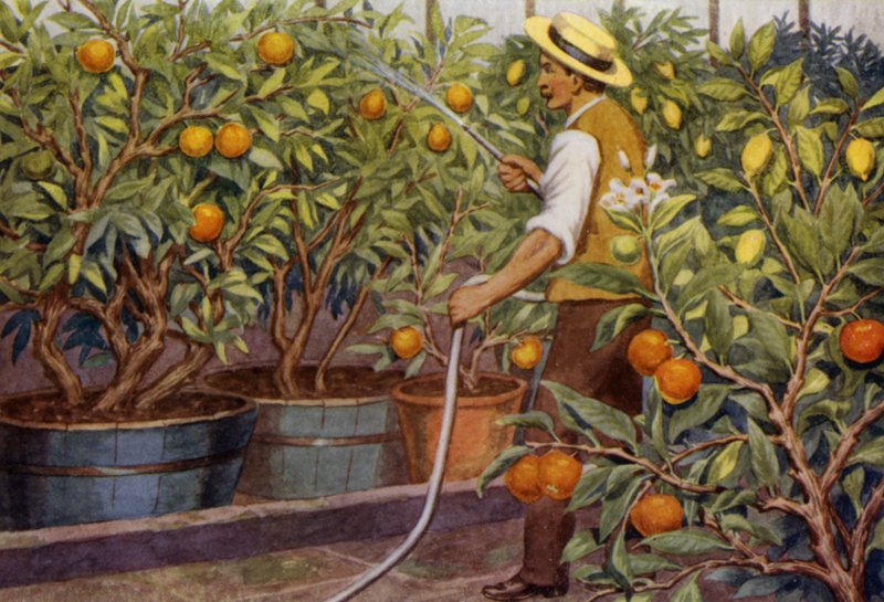 Oranges and Lemons by Percy James Billinghurst