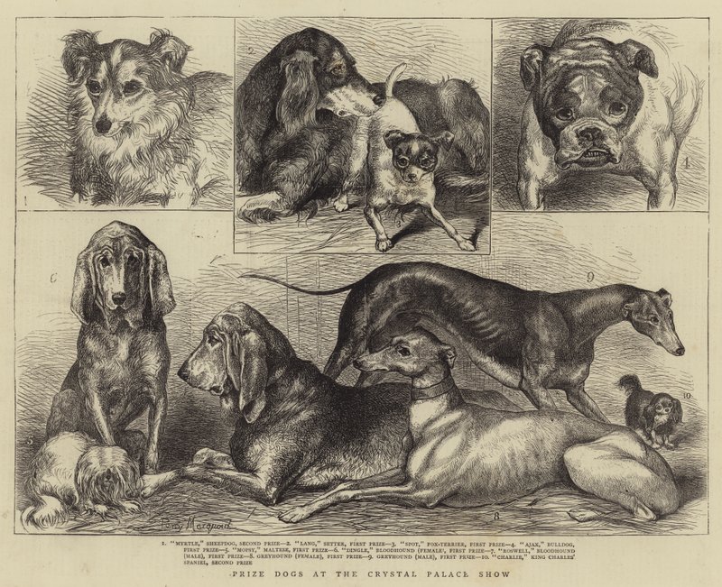Prize Dogs at the Crystal Palace Show by Percy Macquoid