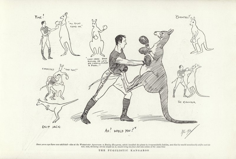 The Pugilistic Kangaroo by Phil May