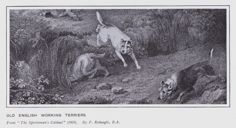 Old English Working Terriers by Philip (after) Reinagle