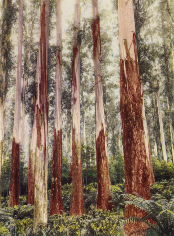 A Forest Glen by Photographer Australian