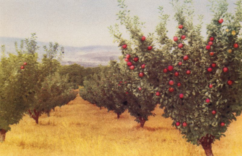 Apple Orchard by Photographer Australian