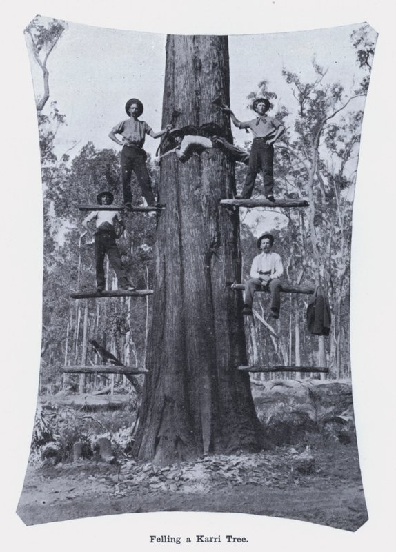 Felling a Karri Tree by Photographer Australian