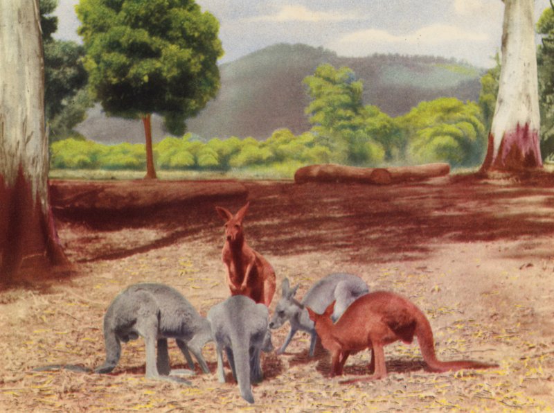 Kangaroos by Photographer Australian