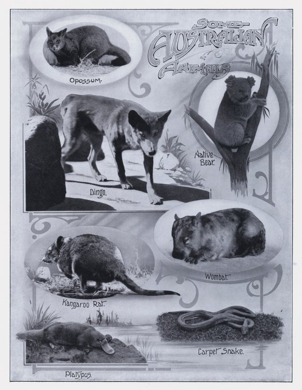Some Australian Animals by Photographer Australian