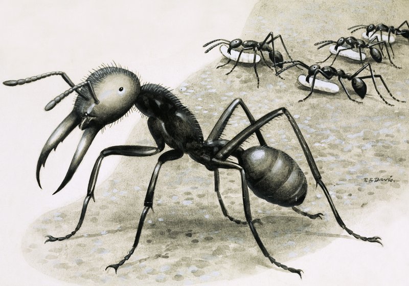Ants by R.B. Davis