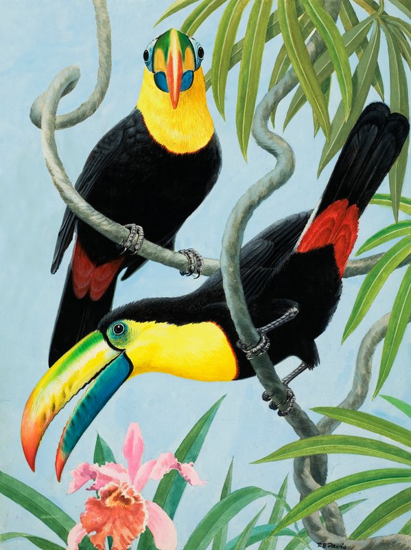 Big-beaked Birds by R.B. Davis