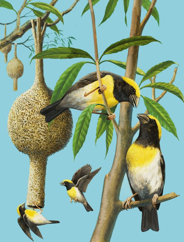 Birds Which Weave by R.B. Davis