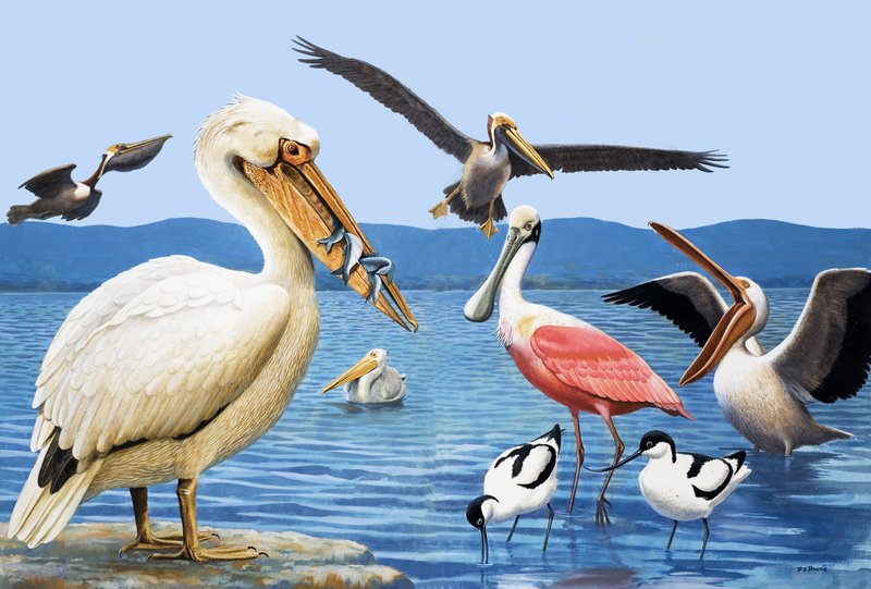 Birds with Strange Beaks by R.B. Davis