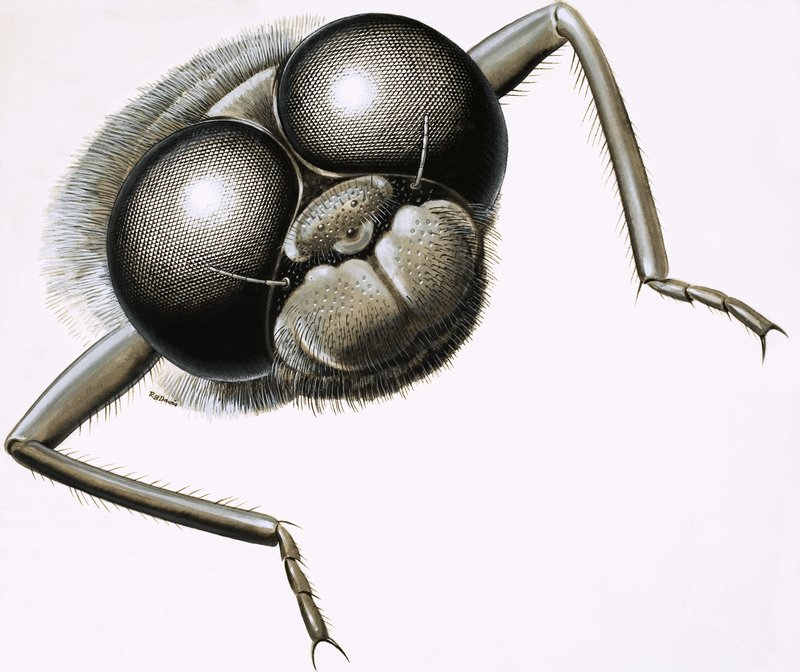 Close Up of a Dragonfly by R.B. Davis