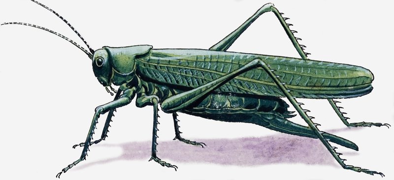 Grasshopper by R.B. Davis
