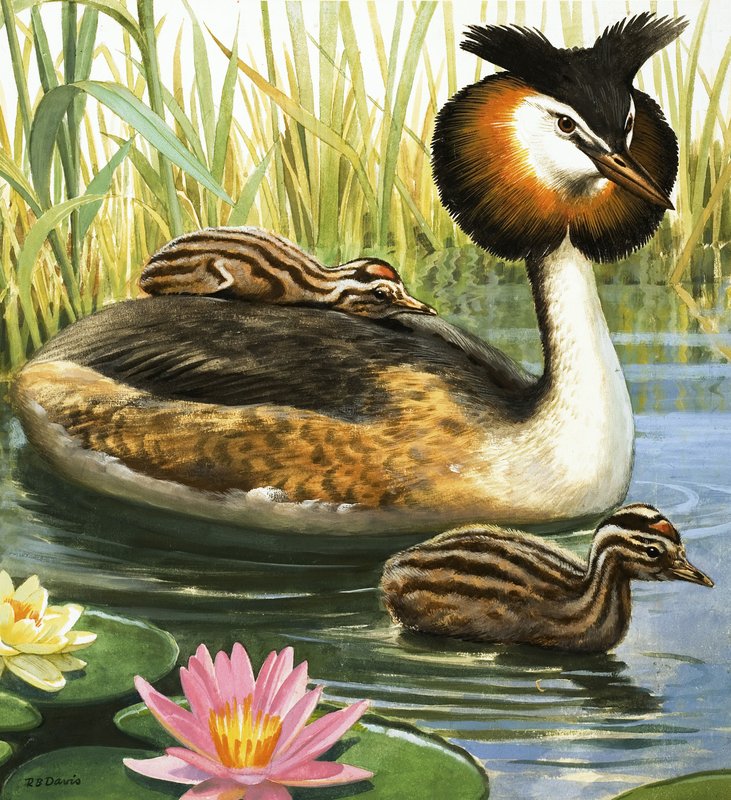 Great-crested Grebe by R.B. Davis