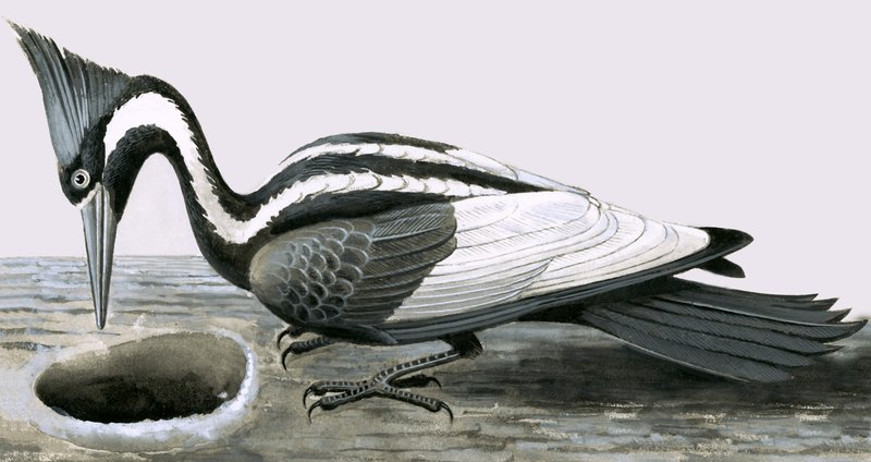 Ivory-billed Woodpecker by R.B. Davis