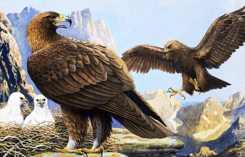 King of Birds (from 