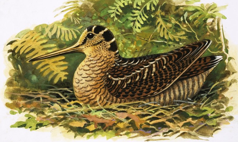 Looking at Nature: The Woodcock by R.B. Davis