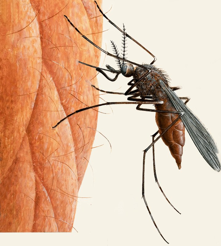 Mosquito by R.B. Davis