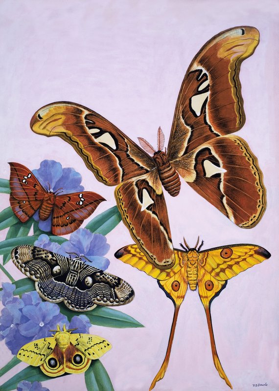 Moths by R.B. Davis