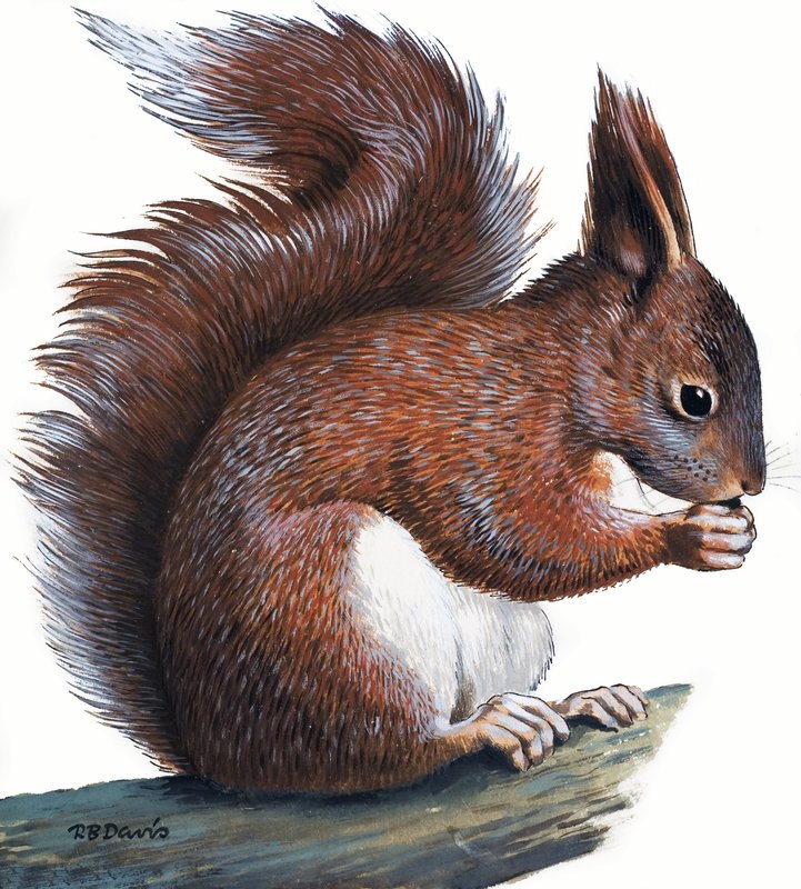 Red Squirrel by R.B. Davis