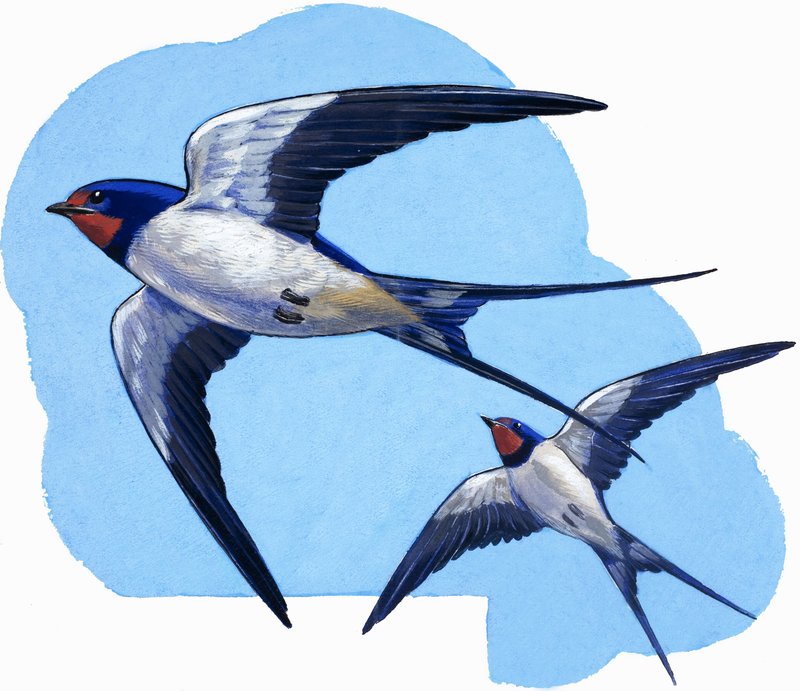 Swallows by R.B. Davis