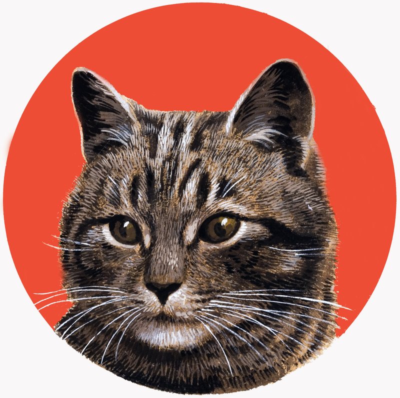 Tabby Cat (from 