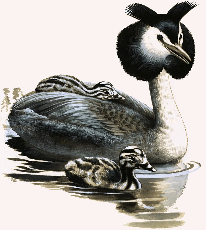 The Great Crested Grebe by R.B. Davis