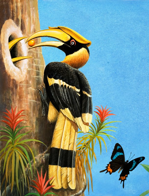 The Hornbill by R.B. Davis