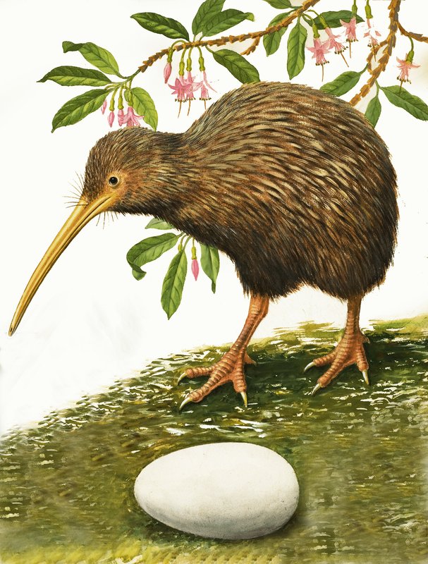 The Kiwi by R.B. Davis