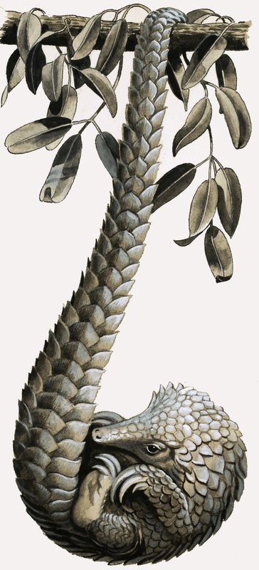 The Pangolin by R.B. Davis