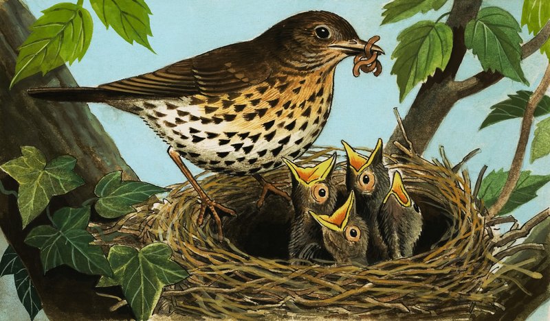 The Song Thrush by R.B. Davis