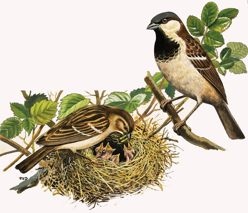 Unidentified Birds Feeding Chicks by R.B. Davis