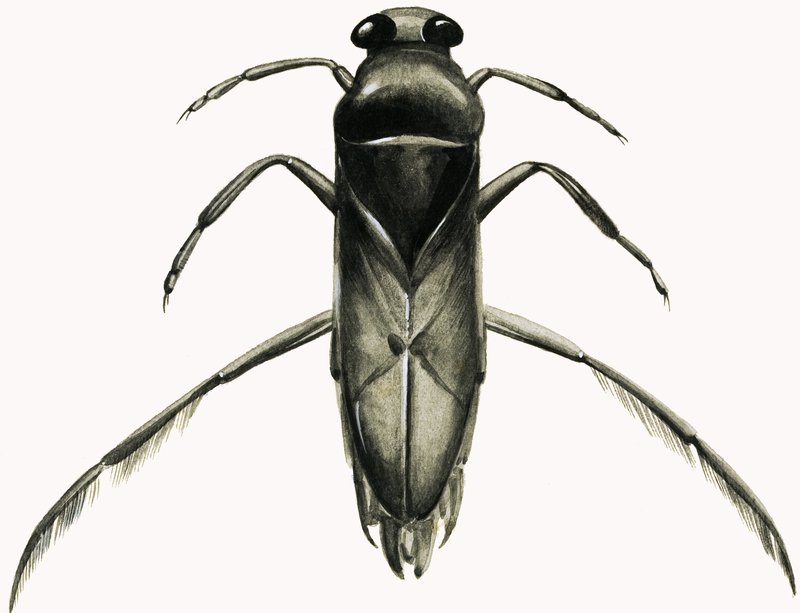 Water Boatman by R.B. Davis