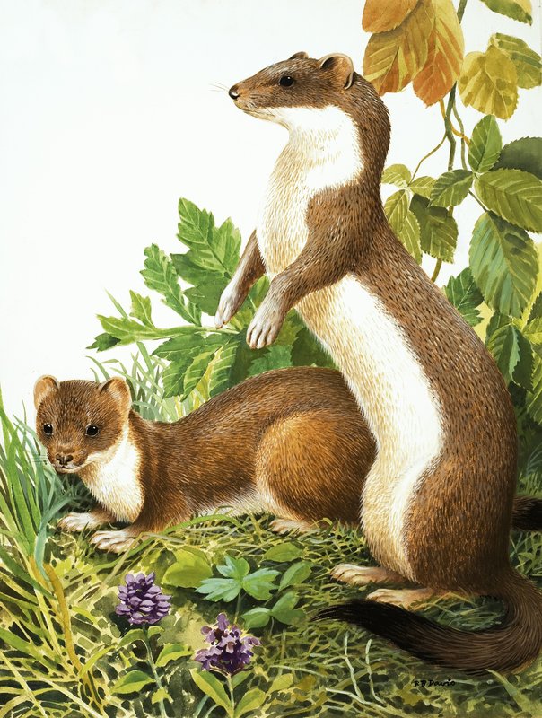 Weasels by R.B. Davis