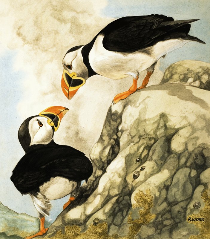 Puffin by R. Worr