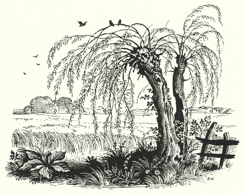 Hans Christian Andersen: The Buckwheat by Rex (after) Whistler