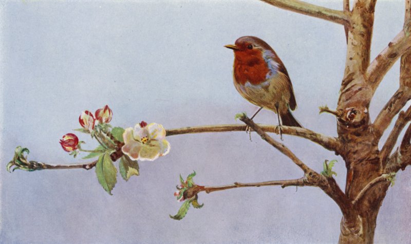 The Robin by Richard and Cherry Kearton