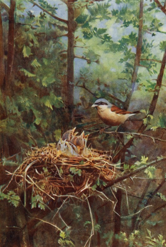 Male red-backed shrike by Richard and Cherry Kearton