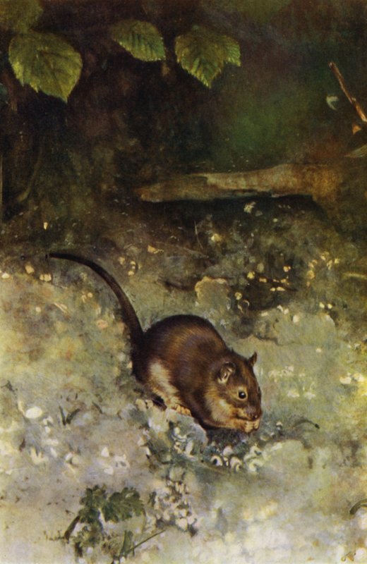 The Brown Rat by Richard and Cherry Kearton