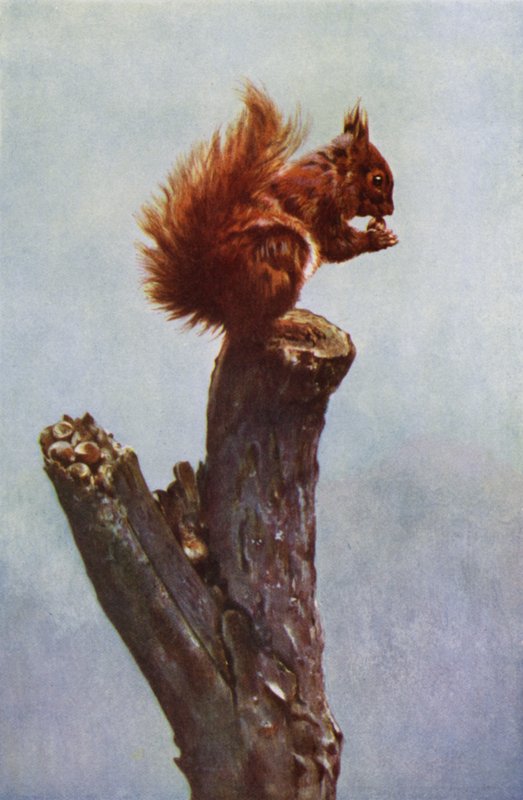 The Squirrel by Richard and Cherry Kearton