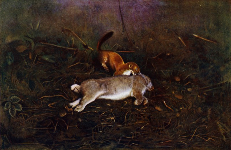 The Stoat by Richard and Cherry Kearton