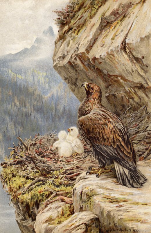 Children of the Mountain by Robert Morley